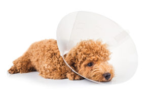 $ Alternatives to traditional cone e-collar for dogs