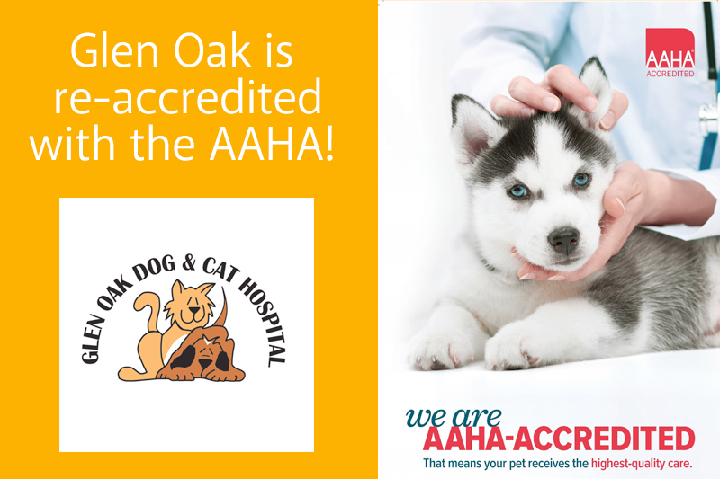 Glen Oak Dog & Cat hospital. AAHA accredited