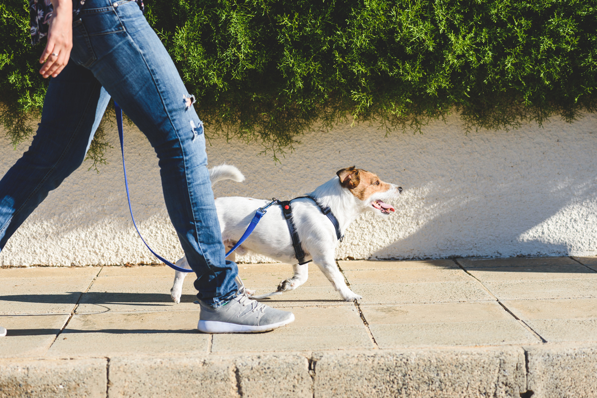 Why should you walk your dog? 
