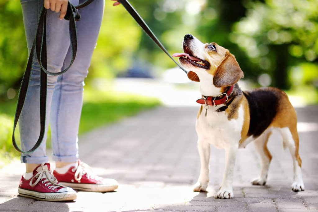 Dog with owner- walking benefits