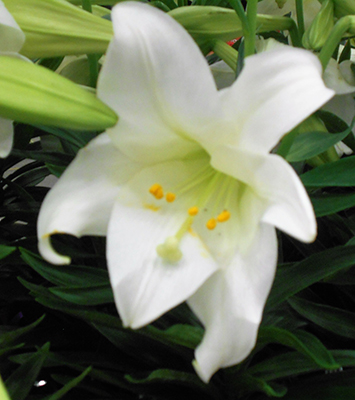Easter Lily - Poison to cats