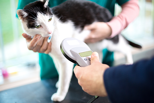 Cat at vet getting microchip scan