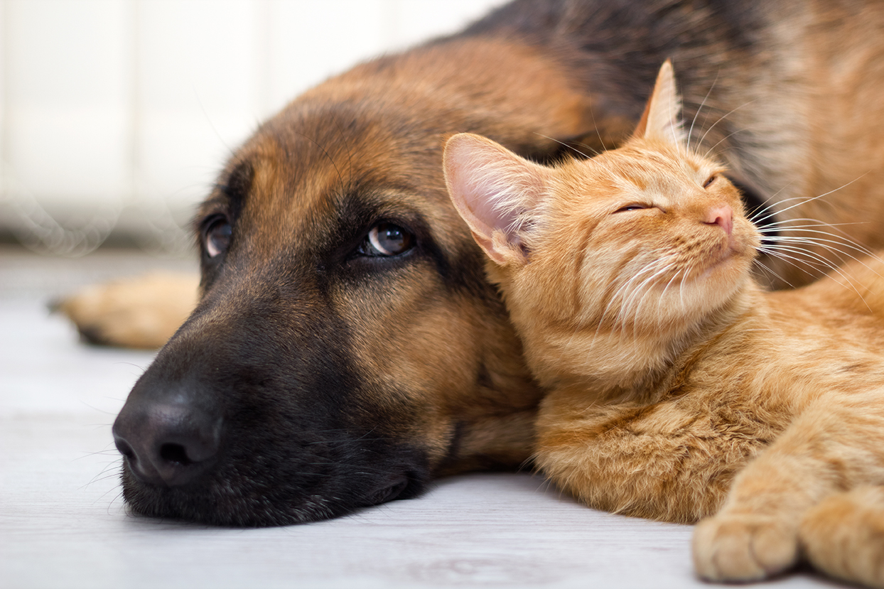 Thyroid disorders in dogs and cats