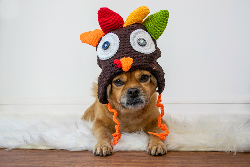make Thanksgiving safer for pets