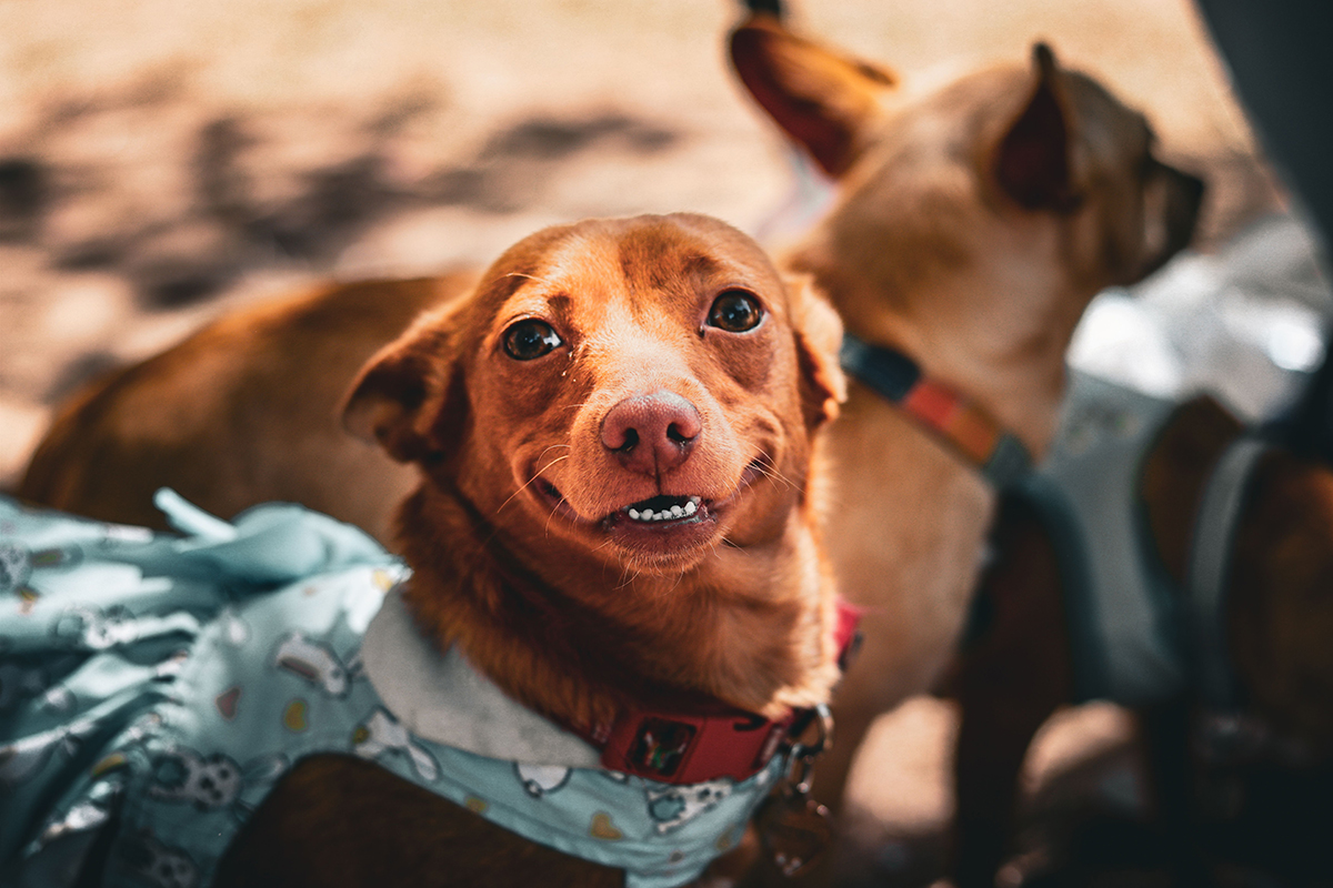 Pet Dental Month - smiles