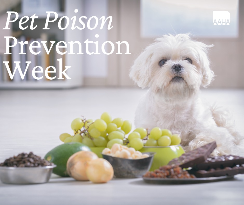 March is pet poison prevention month